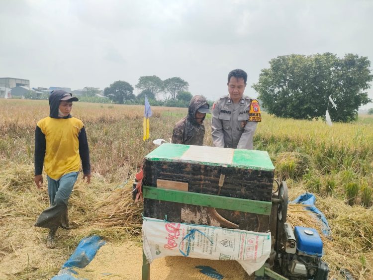 Polisi Cinta Petani,Bhabinkamtibmas Keboan Anom Turun Ke Sawah Dukung Ketahanan Nasional