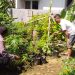 Aiptu Budi Santoso Kunjungi Kebun Tomat dan Cabai Dukung Ketahanan Pangan di Wilayah Binaan