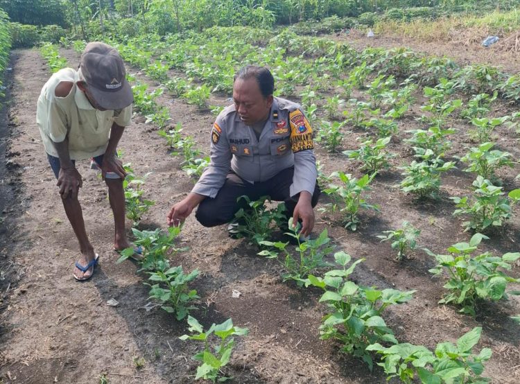 Ipda Marsuhud Cek Tanaman Kacang Hijau Dukung Ketahanan Pangan Nasional