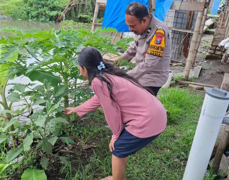 Aipda Ramli Anggiat Kunjungi Green House Tanaman Pepaya Dukung Ketahanan Pangan dan Ekonomi Lokal