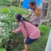 Aipda Ramli Anggiat Kunjungi Green House Tanaman Pepaya Dukung Ketahanan Pangan dan Ekonomi Lokal