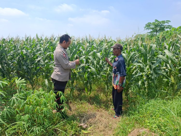 Cek Pertumbuhan Jagung,Bhabinkamtibmas Polsek Tarik Polresta Sidoarjo Turun Ke Ladang