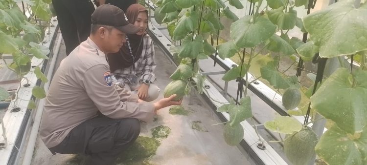 Bhabinkamtibmas Polsek Tarik Kunjungi Green House Buah Melon,Dukung Ketahanan Pangan dan Ekonomi Lokal