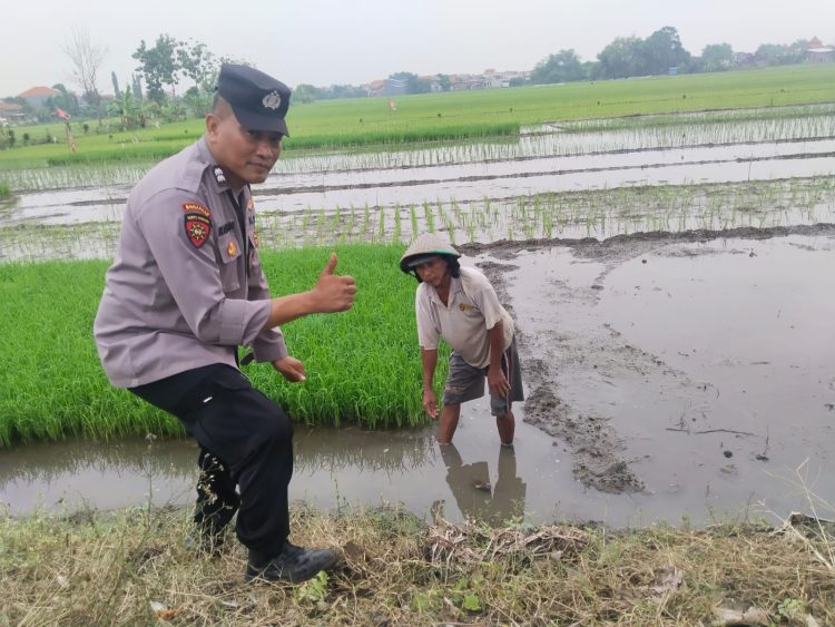 Polisi Cinta Petani;Bhabinkamtibmas Beringin Bendo Taman Sambangi Lahan Pertanian,Dukung Ketahanan Pangan Nasional