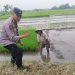 Polisi Cinta Petani;Bhabinkamtibmas Beringin Bendo Taman Sambangi Lahan Pertanian,Dukung Ketahanan Pangan Nasional