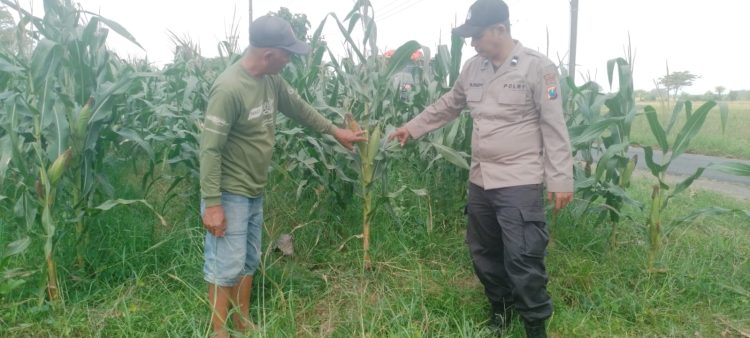 Bhabinkamtibmas Polsek Tarik Polresta Sidoarjo Tinjau Pertumbuhan Tanaman Jagung di Wilayah Binaan