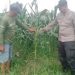 Bhabinkamtibmas Polsek Tarik Polresta Sidoarjo Tinjau Pertumbuhan Tanaman Jagung di Wilayah Binaan