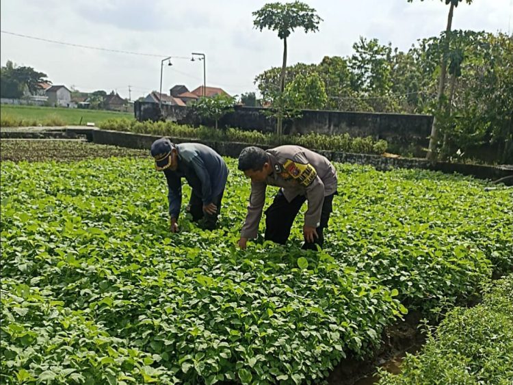 Bhabinkamtibmas Polsek Buduran Bersama PetaninTanam Bayam Untuk Sukseskan Ketahanan Pangan Nasional