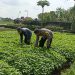 Bhabinkamtibmas Polsek Buduran Bersama PetaninTanam Bayam Untuk Sukseskan Ketahanan Pangan Nasional