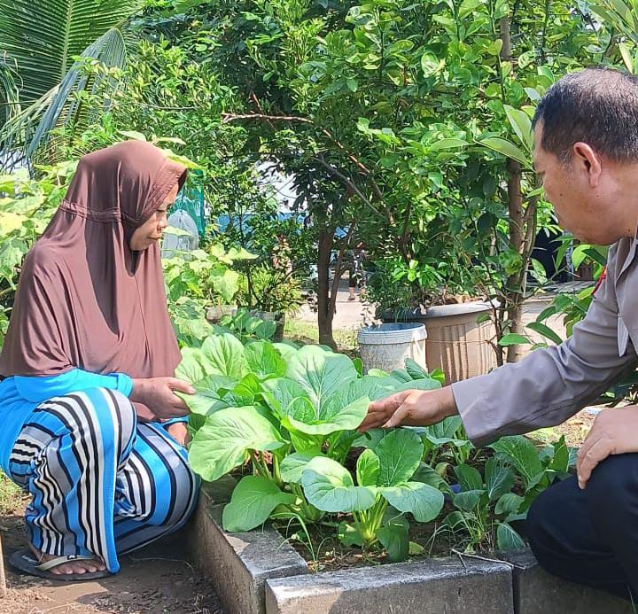Dukung Ketahanan Nasional Aiptu Sulaiman Ajak Warga Desa Buncitan Kembangkan Tanaman Pakcoy