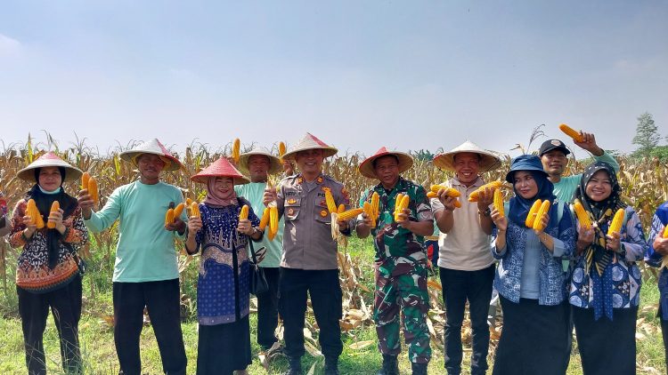 Jagung Berkualitas ,Panen Berlimpah!Panen Raya Tahap 2 Program Ketahanan Pangan Polsek Tarik Berbuah Manis