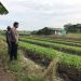 Wujudkan Ketahanan Nasional,Polisi Cinta Petani Kunjungi Lahan Sayur di Punggul