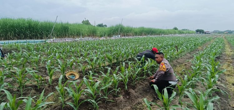 Dekat dengan Petani,Bhabinkamtibmas Polsek Tarik Awasi Pertumbuhan Jagung Demi Ketahanan Pangan Tangguh