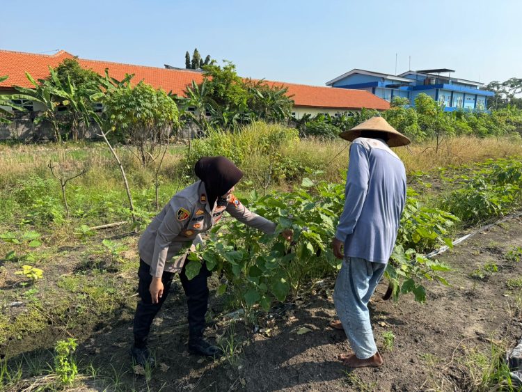 Kapolsek Sedati Dukung Ketahanan Pangan Turun ke Kebun Bersama Petani Terong