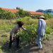 Kapolsek Sedati Dukung Ketahanan Pangan Turun ke Kebun Bersama Petani Terong