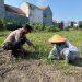 Aiptu Nur Samsi Dukung Ketahanan Pangan Sambangi Petani Kangkung