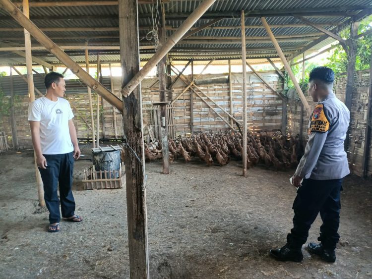 Aipda Suhermanto Dampingi Peternak Bebek di Desa Banjarsari,Wujud Nyata Polisi Cinta Petani Demi Swasembada Pangan