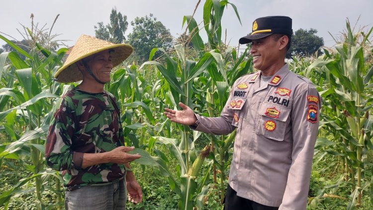 Kapolsek Taman AKP Inggit Prassetyanto Tunjukan Cinta Petani,Dukung Program Asta Cita Presiden Prabowo Kunjungi Lahan Jagung Warga