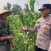 Kapolsek Taman AKP Inggit Prassetyanto Tunjukan Cinta Petani,Dukung Program Asta Cita Presiden Prabowo Kunjungi Lahan Jagung Warga