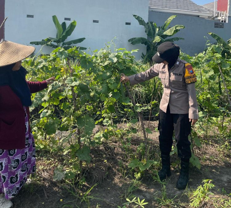 Brigadir Dwi Retno Dampingi Petani Labu Siam di Desa Pulungan Wujud Nyata Polisi Cinta Petani Demi Swasembada Pangan