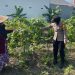 Brigadir Dwi Retno Dampingi Petani Labu Siam di Desa Pulungan Wujud Nyata Polisi Cinta Petani Demi Swasembada Pangan