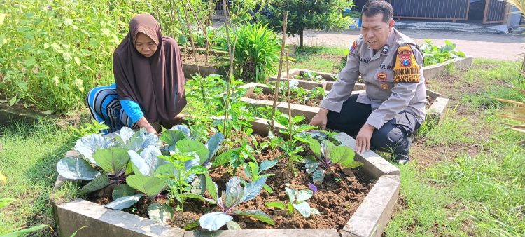 Aiptu Sulaiman Tunjukan Cinta Petani Dukung Program Asta Cita Presiden Prabowo Kunjungi Lahan Tanaman Kubis