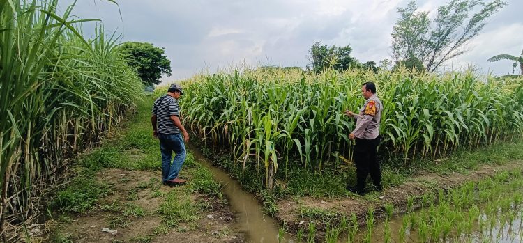 Dukung Ketahanan Pangan,Bhabinkamtibmas Polsek Tarik Polresta Sidoarjo Turun Ke Kebun Bersama Petani Jagung