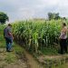 Dukung Ketahanan Pangan,Bhabinkamtibmas Polsek Tarik Polresta Sidoarjo Turun Ke Kebun Bersama Petani Jagung