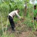 Bhabinkamtibmas Polsek Buduran Ajak Warga Tanam Singkong,Wujudkan Swasembada Pangan Demi Ketahanan Nasional.