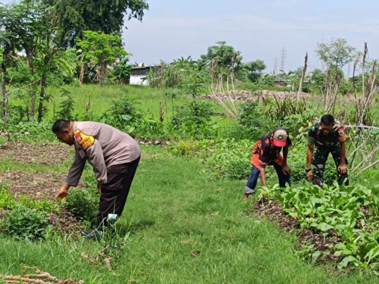 Polisi Cinta Petani,Aiptu Wasis Giatkan P2L Untuk Dukung Ketahanan Nasional di Desa Banjarkemantren