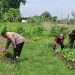 Polisi Cinta Petani,Aiptu Wasis Giatkan P2L Untuk Dukung Ketahanan Nasional di Desa Banjarkemantren