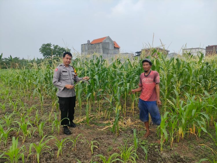 Ketahanan Nasional DiMulai dari Desa,Bhabinkamtibmas Desa Keboananom Aktif Dampingi Petani Jagung