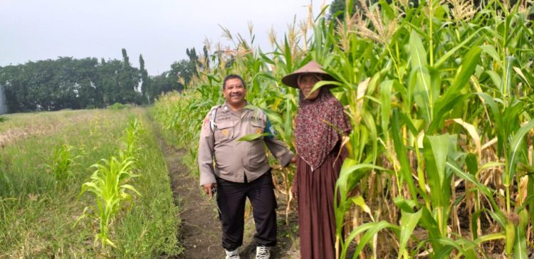 Dukung Program Asta Cita Aiptu Purwanto Tinjau Ketahanan Pangan di Desa Betro
