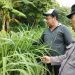 Dukung Ketahanan Pangan Nasional Aiptu Sulaiman Sambangi Petani Serai