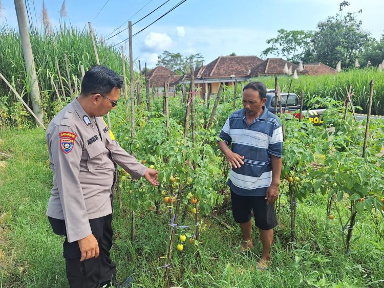 Bhabinkamtibmas dan Warga Desa Wadungasih Kembangkan Kebun Tomat Untuk Ketahanan Nasional