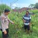Bhabinkamtibmas dan Warga Desa Wadungasih Kembangkan Kebun Tomat Untuk Ketahanan Nasional