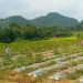 Harga Cabe Anjlok ,Petani Tanah Datar Merugi dan Cabut Tanaman Cabe