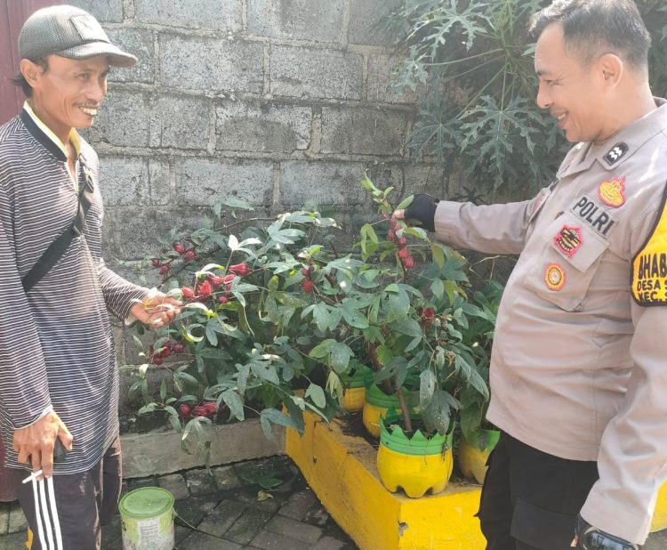 Dukung Ketahanan Nasional Aiptu Agus Adiyanto Tinjau Lahan Tanaman Jambu Wujudkan Swasembada Pangan
