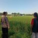 Polisi Cinta Petani Bhabinkamtibmas Kelurahan Sepanjang Sambangi Lahan Padi Warga,Dukung Ketahanan Pangan Nasional