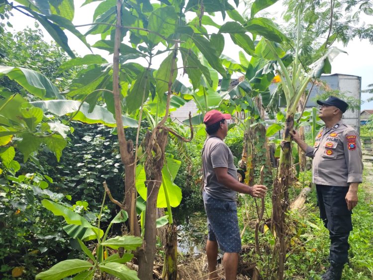 Peduli Ketahanan Pangan Nasional Bhabinkamtibmas Kelurahan Ngelom Taman Sambangi Perkebunan Warga