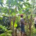 Peduli Ketahanan Pangan Nasional Bhabinkamtibmas Kelurahan Ngelom Taman Sambangi Perkebunan Warga