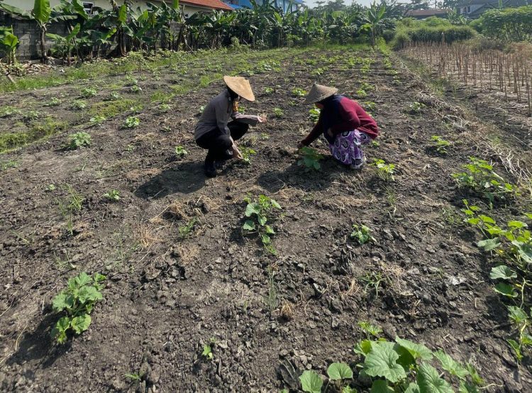 Wujudkan Ketahanan Nasional Brigadir Dwi Retno Putri Kunjungi Kebun Tanaman Kacang Hijau