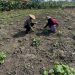Wujudkan Ketahanan Nasional Brigadir Dwi Retno Putri Kunjungi Kebun Tanaman Kacang Hijau