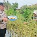 Aiptu Sulaiman Dampingi Warga Monitoring Tanaman Tomat