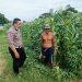 Bhabinkamtibmas Polsek Tarik Beri Semangat Warga yang Garap Kebun Singkong