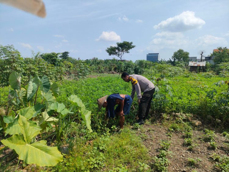 Polisi Cinta Petani,Bhabinkamtibmas Keboananom Kunjungi Lahan Sayuran Dukung Swasembada Pangan Nasional