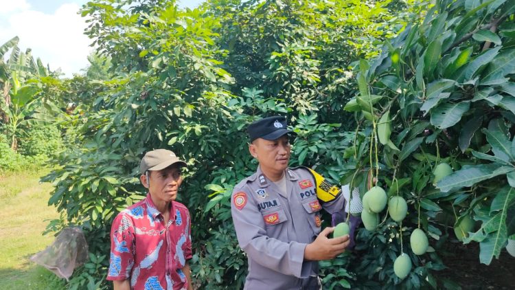 Dukung Ketahanan Pangan Nasional,Aiptu Sutaji Sambangi Perkebunan Warga Ditanjungsari Taman “Polisi Cinta Petani”