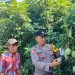 Dukung Ketahanan Pangan Nasional,Aiptu Sutaji Sambangi Perkebunan Warga Ditanjungsari Taman “Polisi Cinta Petani”
