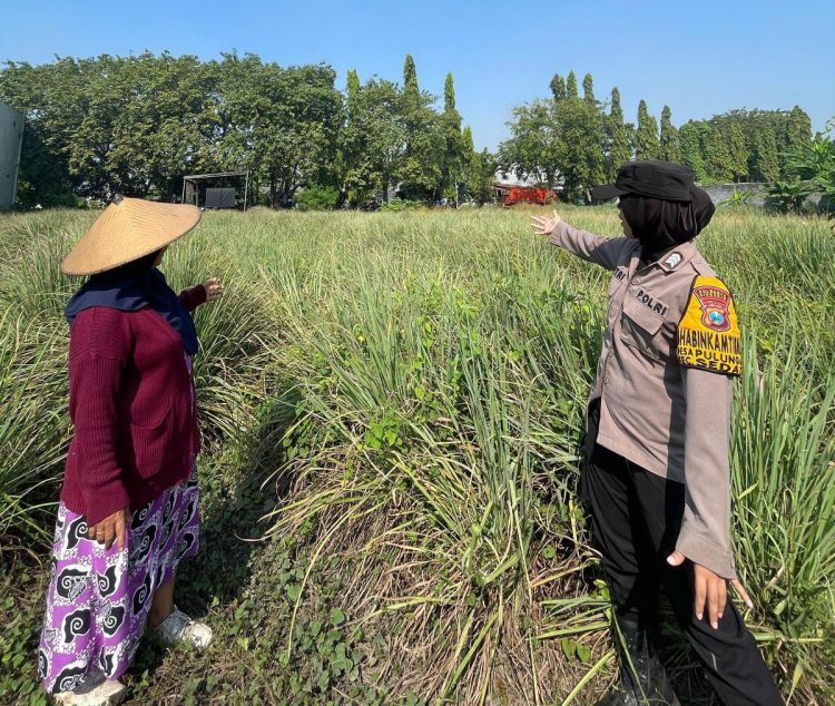 Dukung Pertahanan Pangan Nasional,Brigadir Dwi Retno Putri Sambangi Perkebunan Warga di Pulungan
