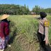 Dukung Pertahanan Pangan Nasional,Brigadir Dwi Retno Putri Sambangi Perkebunan Warga di Pulungan